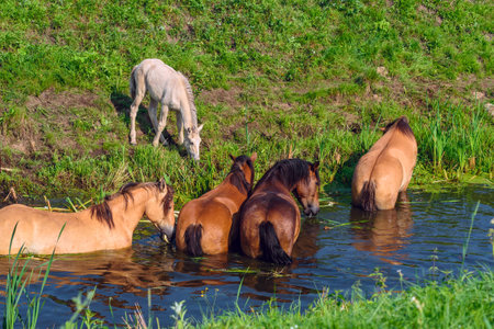Herd of horses by the river. In the summer.の写真素材