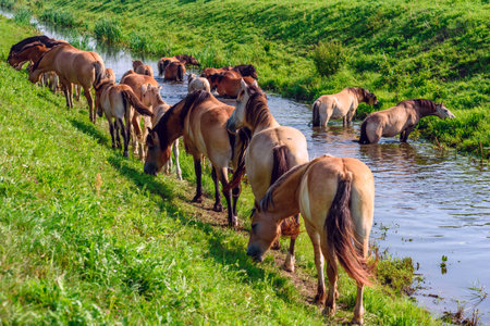 Herd of horses by the river. In the summer.の写真素材