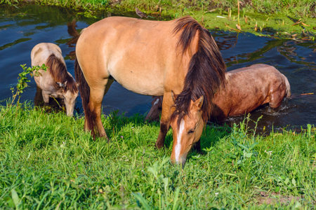 Herd of horses by the river. In the summer.の写真素材