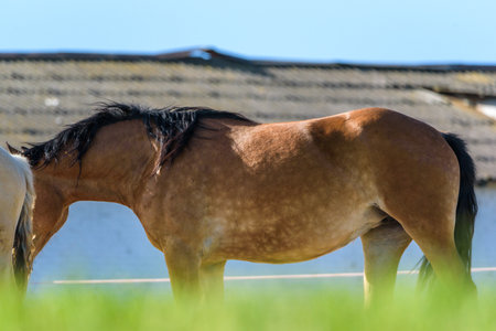 Horses on the farm in the summer.の写真素材