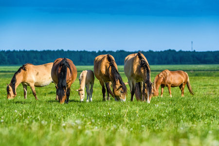 horses on the green fieldの写真素材