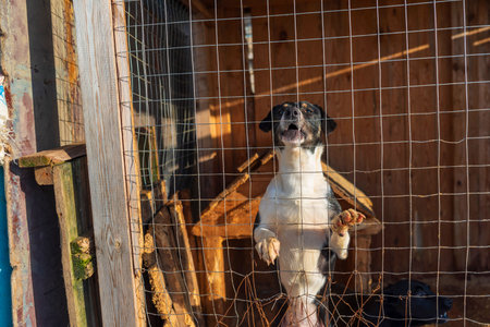 Homeless dogs in a shelter in a cage. Photographed close-up.の写真素材