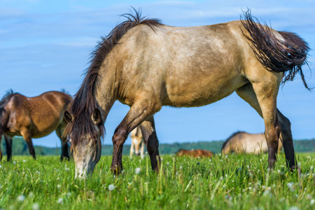 Horses on the farm in the summer.の写真素材