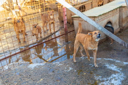 Homeless dogs in a shelter in an aviary. Photographed close-up.の写真素材