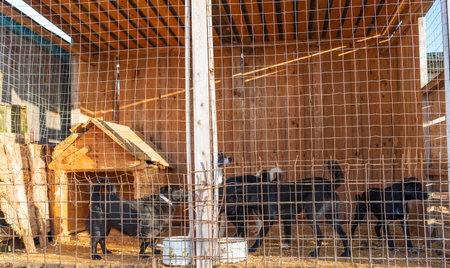 Homeless dogs in a shelter in a cage. Photographed close-up.