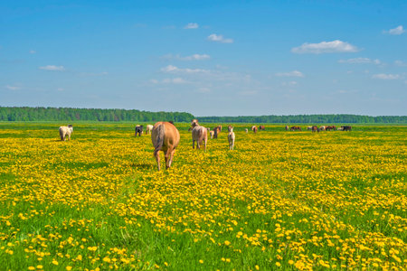 A herd of horses grazes on a field of dandelions. Panorama photo.の写真素材