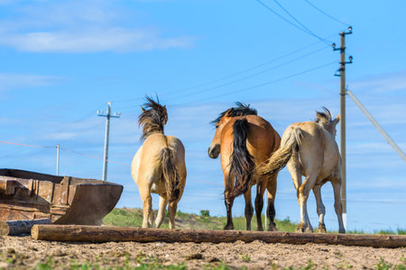 Horses on the farm in the summer.の写真素材