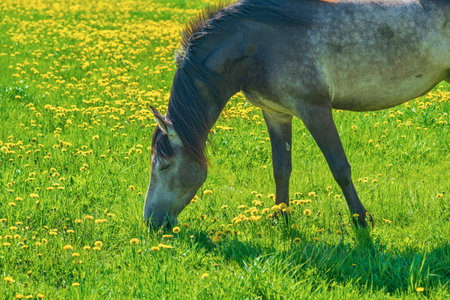 Horses graze on a field of dandelions. Photographed at noon.の写真素材