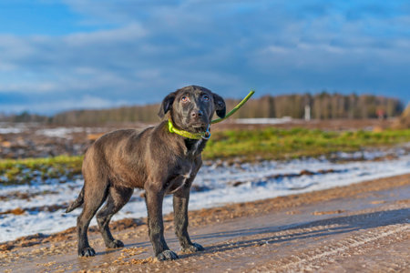 Homeless black puppy on a walk. Photographed close-up.の写真素材