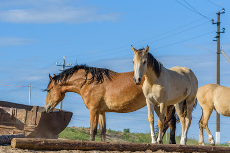 Horses on the farm in the summer.の写真素材