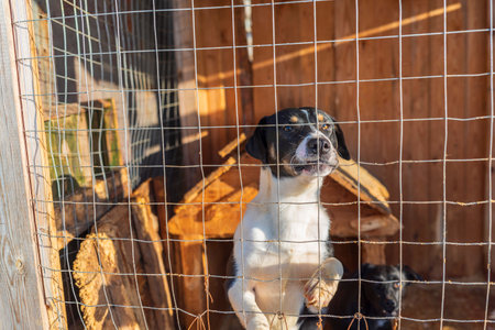 Homeless dogs in a shelter in a cage. Photographed close-up.の写真素材