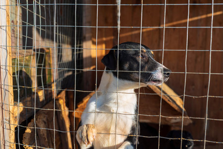 Homeless dogs in a shelter in a cage. Photographed close-up.の写真素材