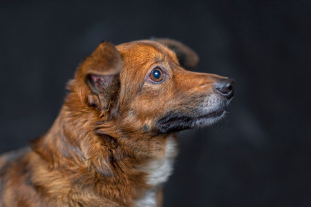 Portrait of a dog in the studio against a dark background.の写真素材