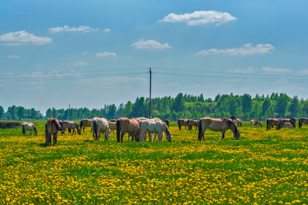 Horses graze on a field of dandelions. Photographed at noon.の写真素材