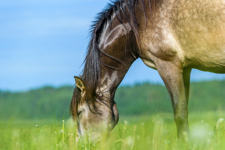 Horses on the farm in the summer.の写真素材