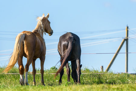 Horses on the farm in the summer.の写真素材
