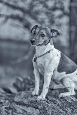 Jack Russell Terrier for a walk in the autumn forest. Black and white photography.の写真素材