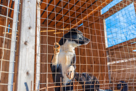 Homeless dogs in a shelter in a cage. Photographed close-up.の写真素材