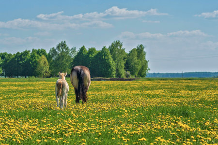 Horses graze on a field of dandelions. Photographed at noon.の写真素材