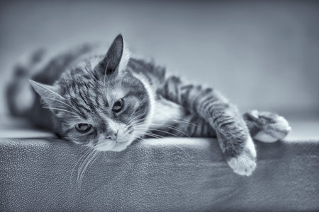 Black-white portrait of a cat in the studio.の写真素材