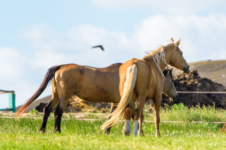 Horses on the farm in the summer.の写真素材