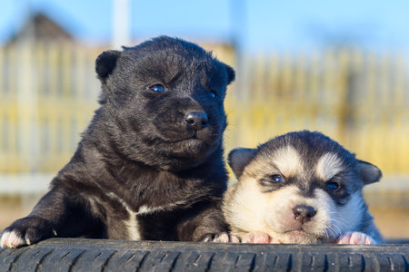 Portrait of two little puppies.の写真素材