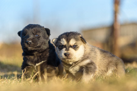 Portrait of two little puppies outdoors.の写真素材