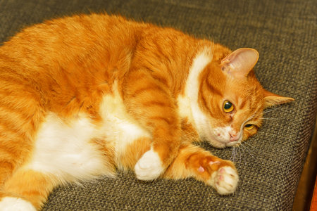 cat lies tucked pawsの写真素材
