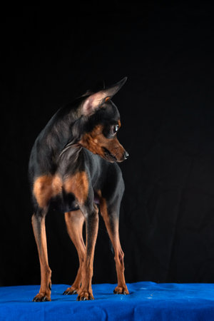 Portrait of a toy terrier dog on a black background. Photographed close-up.の写真素材