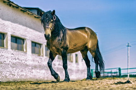 A horse grazes at noon on a farm. Photographed in close-up.の写真素材