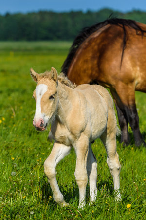Horses on the farm in the summer.の写真素材