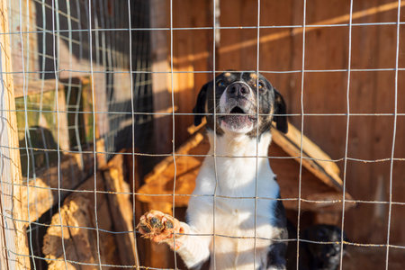 Homeless dogs in a shelter in a cage. Photographed close-up.