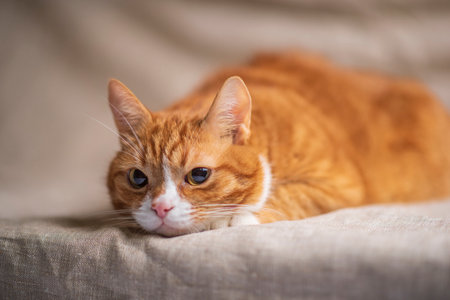 Portrait of a beautiful red domestic cat in an apartment.の写真素材