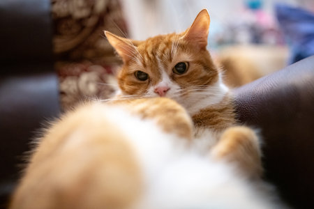 Portrait of a beautiful red domestic cat in an apartment.の写真素材