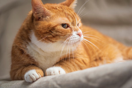 Portrait of a beautiful red domestic cat in an apartment.の写真素材
