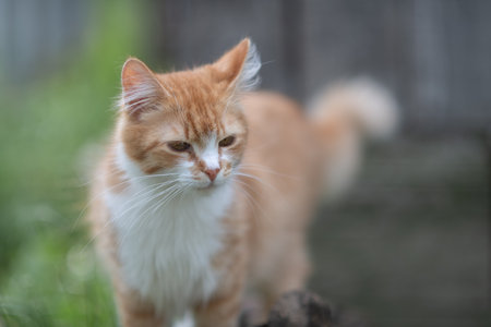 Beautiful village cat in a summer village.の写真素材