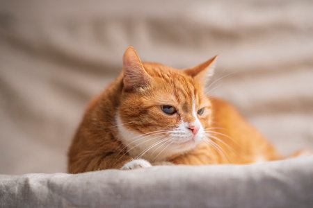 Portrait of a beautiful red domestic cat in an apartment.の写真素材