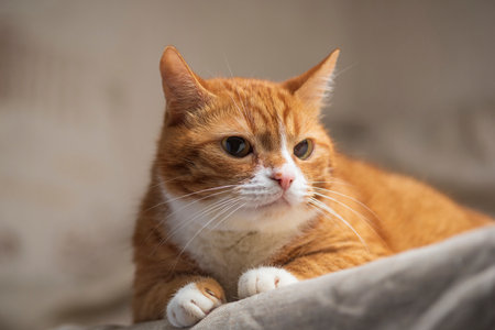 Portrait of a beautiful red domestic cat in an apartment.の写真素材