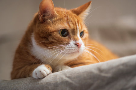 Portrait of a beautiful red domestic cat in an apartment.の写真素材