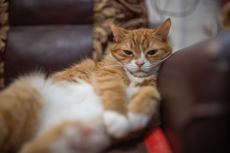 Portrait of a beautiful red domestic cat in an apartment.の写真素材