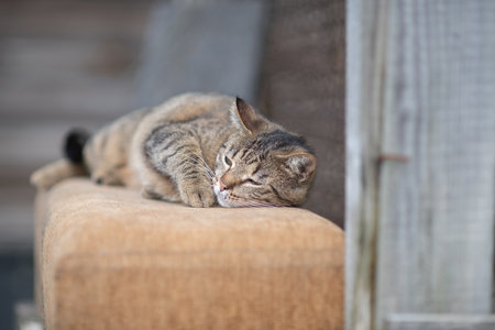 Beautiful village cat in a summer village.の写真素材