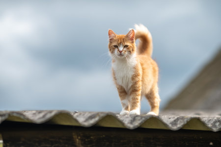 Beautiful village cat in a summer village.の写真素材