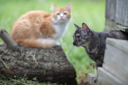 Beautiful village cat in a summer village.の写真素材
