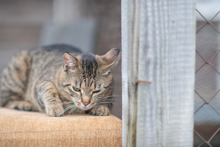 Beautiful village cat in a summer village.の写真素材