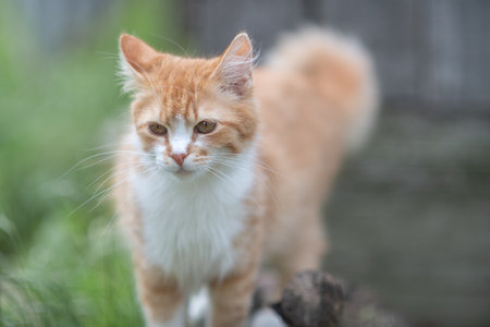 Beautiful village cat in a summer village.の写真素材