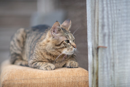 Beautiful village cat in a summer village.の写真素材