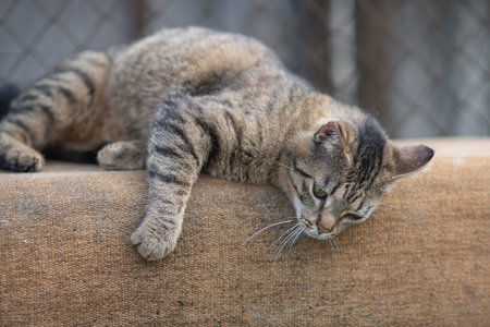 Beautiful village cat in a summer village.の写真素材
