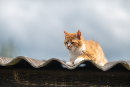 Beautiful village cat in a summer village.の写真素材