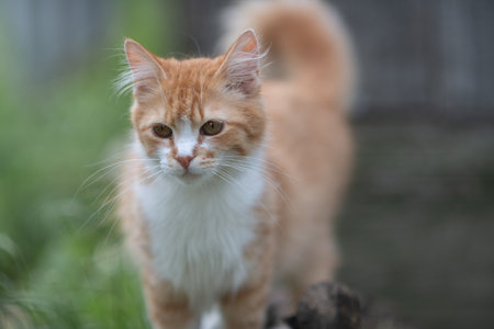 Beautiful village cat in a summer village.