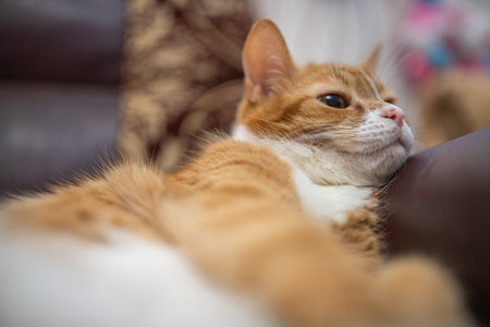 Portrait of a beautiful red domestic cat in an apartment.の写真素材